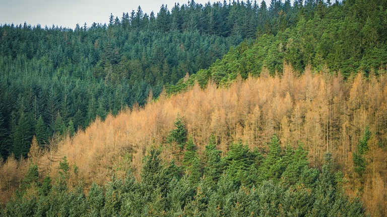 Whinlatter Forest Park, England's only true mountain forest, displaying a range of different colour trees